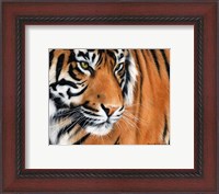 Framed Tiger Crop