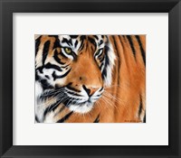 Framed Tiger Crop