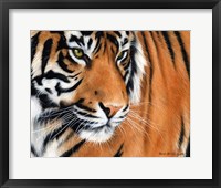 Framed Tiger Crop
