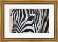 Framed Zebra Eyes