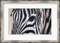 Framed Zebra Eyes