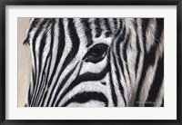 Framed Zebra Eyes