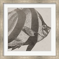 Framed Vintage Fish I