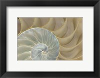 Framed Soft Nautilus