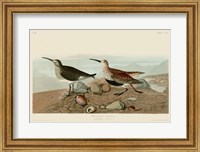 Framed Red Backed Sandpiper