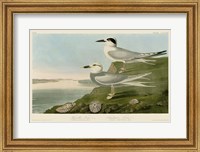 Framed Havell's Tern & Trudeau's Tern