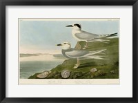 Framed Havell's Tern & Trudeau's Tern