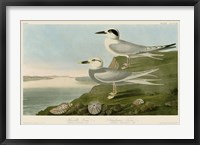 Framed Havell's Tern & Trudeau's Tern