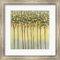 Framed Awakening Tree Tops