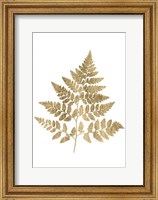 Framed Graphic Gold Fern I