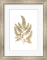 Framed Graphic Gold Fern II