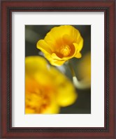 Framed California Poppy I