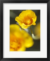 California Poppy I Framed Print