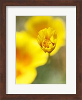 Framed California Poppy III