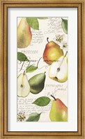 Framed Pyrus Study I