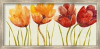 Framed Row of Tulips I