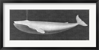 Whale Watching I Framed Print