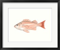 Framed Watercolor Deep Sea Fish I