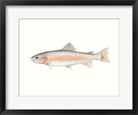 Framed Watercolor Deep Sea Fish II