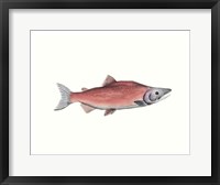 Framed Watercolor Deep Sea Fish III