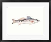 Framed Watercolor Deep Sea Fish IV