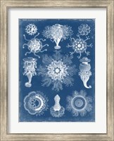 Framed Marine Blueprint I