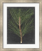 Framed Dramatic Pine I