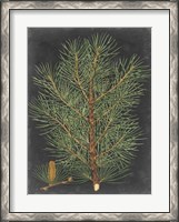 Framed Dramatic Pine II