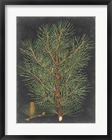 Dramatic Pine II Framed Print