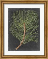 Framed Dramatic Pine III