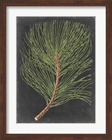 Framed Dramatic Pine III