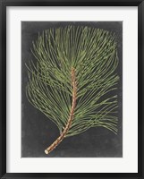 Dramatic Pine III Framed Print