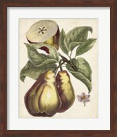 Framed Antique Pear Study I