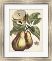 Framed Antique Pear Study I