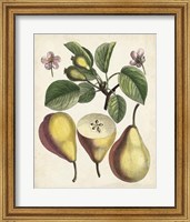 Framed Antique Pear Study II