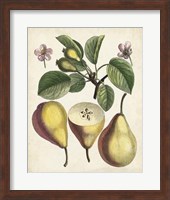 Framed Antique Pear Study II