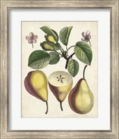 Framed Antique Pear Study II