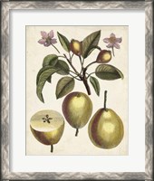 Framed Antique Pear Study III