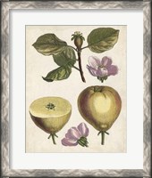 Framed Antique Pear Study IV