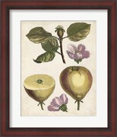 Framed Antique Pear Study IV