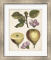 Framed Antique Pear Study IV