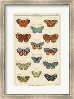 Framed Histoire Naturelle Butterflies I