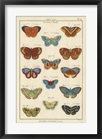 Framed Histoire Naturelle Butterflies I