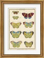 Framed Histoire Naturelle Butterflies II