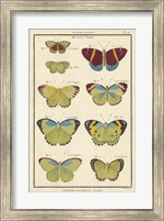 Framed Histoire Naturelle Butterflies II