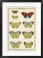 Framed Histoire Naturelle Butterflies II