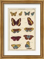 Framed Histoire Naturelle Butterflies IV