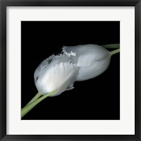 Framed Kiss To Build A Dream On - Tulips