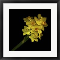 Framed Daffodils - Narcissus