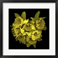 Framed Explosion In Yellow - Daffodils
